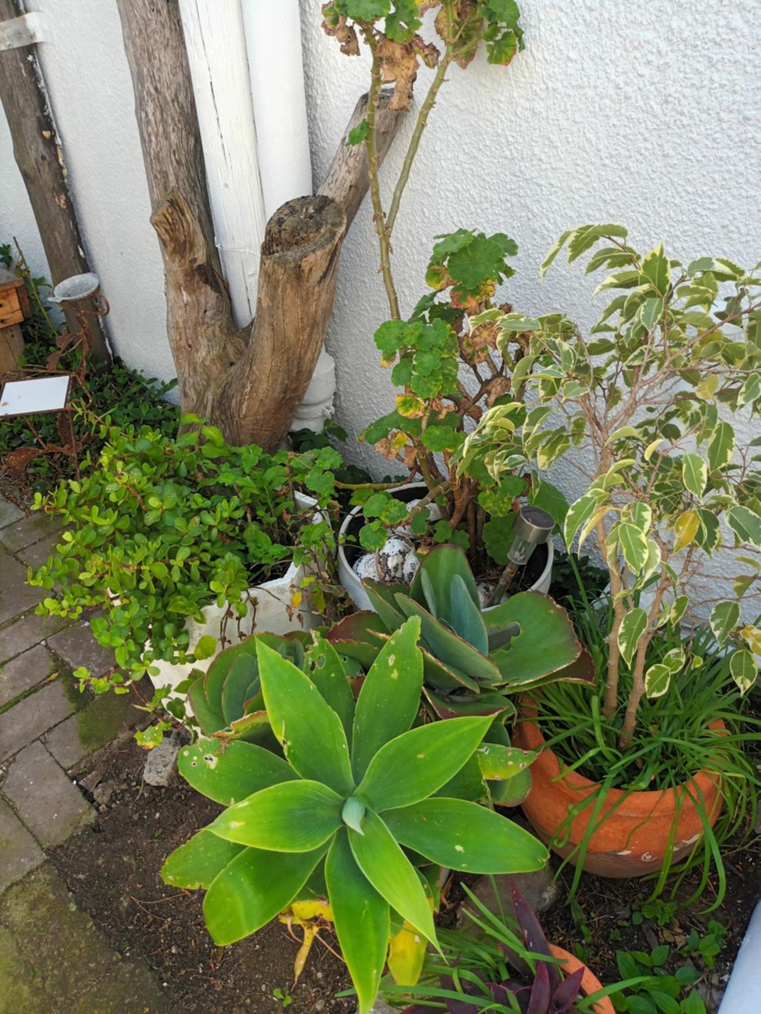 Self Catering Unit 7, Sandbaai Hermanus Oda fotoğraf